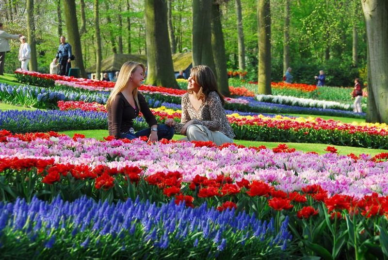 DU LICH CHAU AU : HÀ LAN - XỨ HOA TULIP DU LICH CHAU AU : HÀ LAN - XỨ HOA TULIP