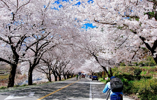 Hoa anh đào nở dọc đường Yunjung-ro ở Yeouido