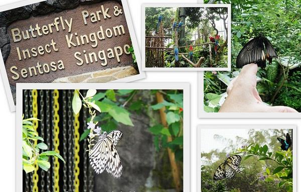 Đi tour singapore tới Công viên bướm và Vương quốc côn trùng | DU LỊCH  PHƯỢNG HOÀNG - EASTERN PHOENIX TRAVEL