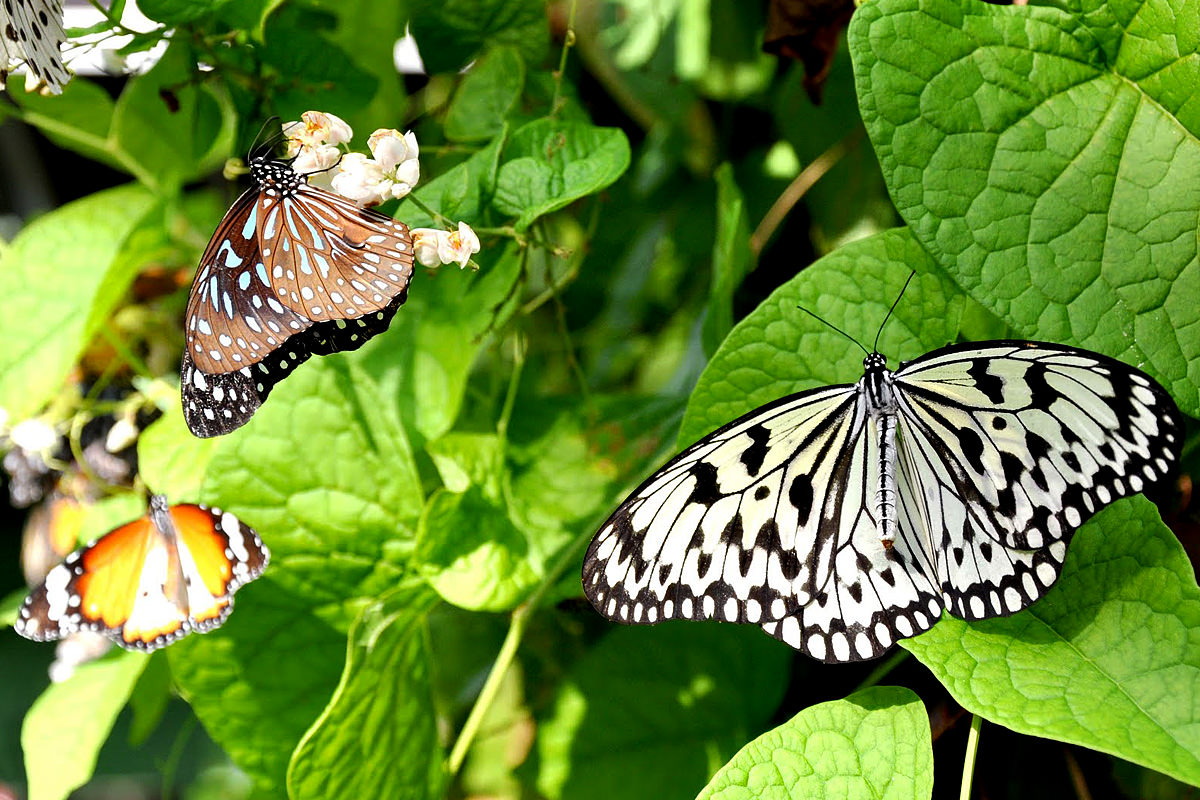 du-lich-malaysia-vuon-buom-penang