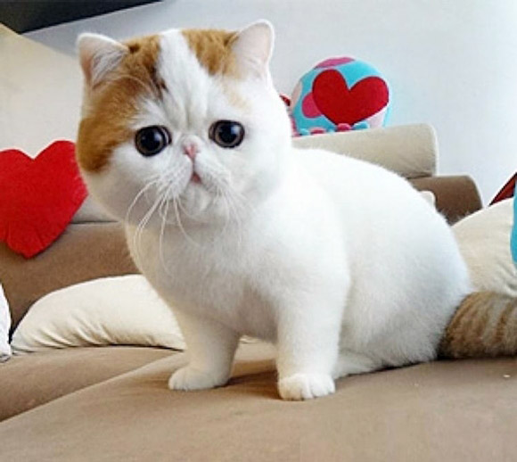 Top 50 Hình ảnh mèo đẹp nhất thế giới Dễ thương và tinh nghịch