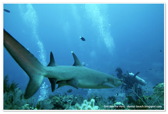 du-lich-malaysia-tunku-abdul-rahman-marine-park-malaysia.jpg