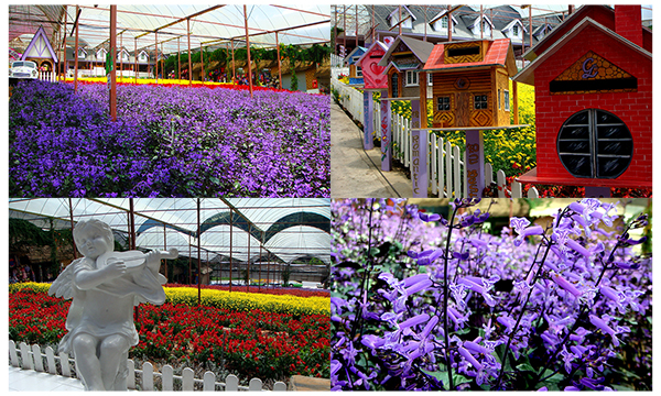 lavender-garden-du-lich-malaysia