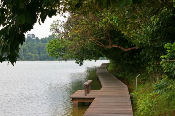 MacRitchie Reservoir-du-lich-singapore