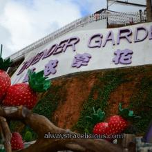 Vườn hoa tím quyến rũ khi du lịch Malaysia