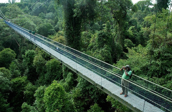 Cầu treo Tree Top Walk